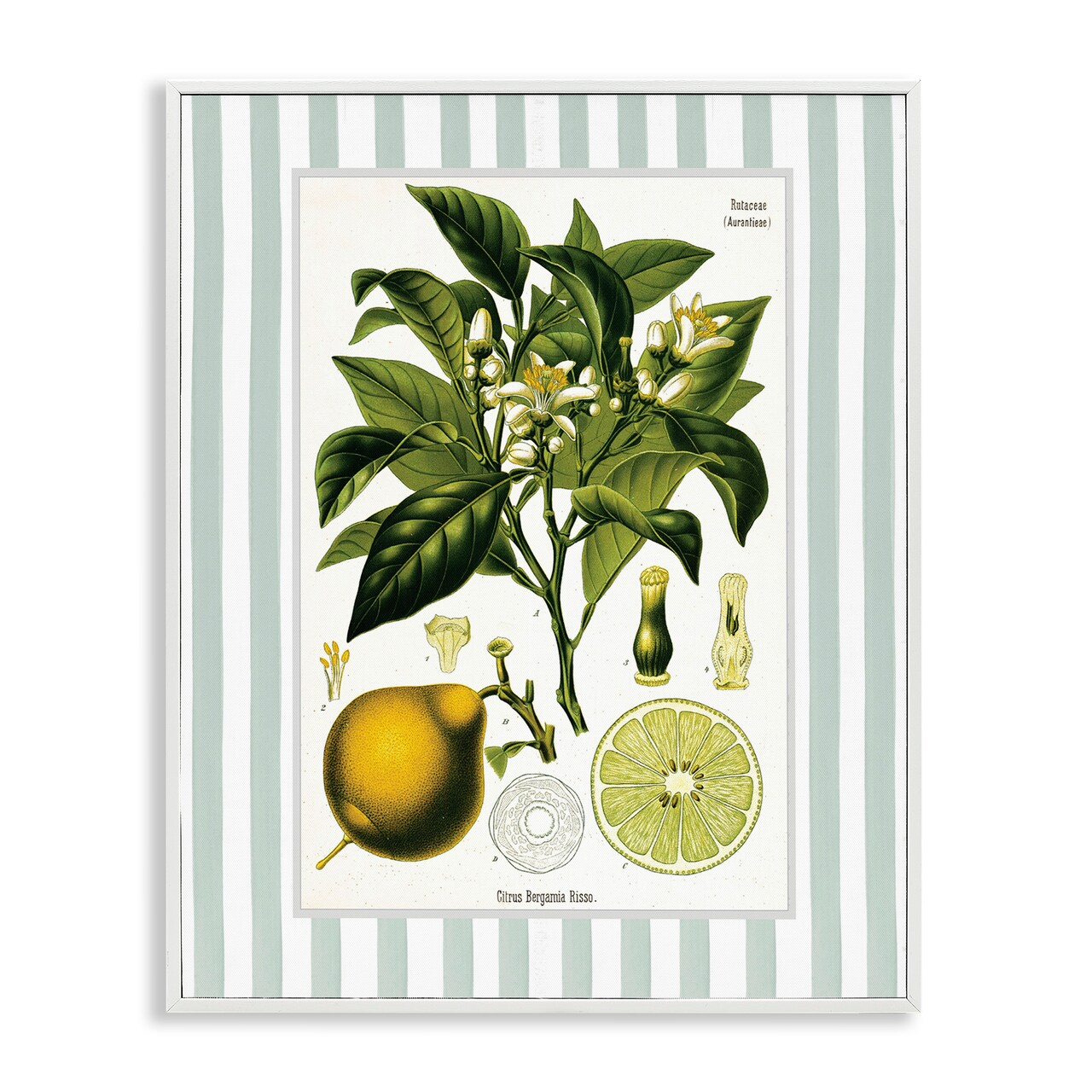 Stupell Industries Lemon Plant Green Stripes Framed Giclee, design by Lettered and Lined